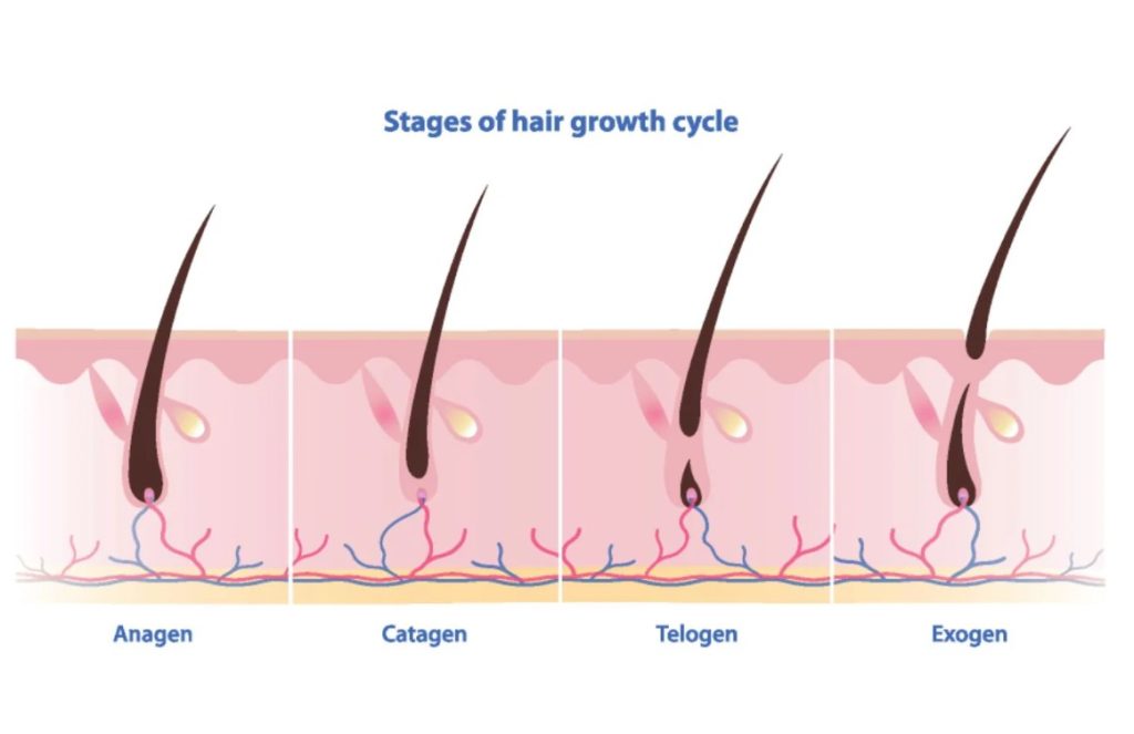 تاثیر تغییر فصل بر رشد موهای کاشته‌شده