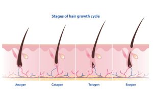 تاثیر تغییر فصل بر رشد موهای کاشته‌شده